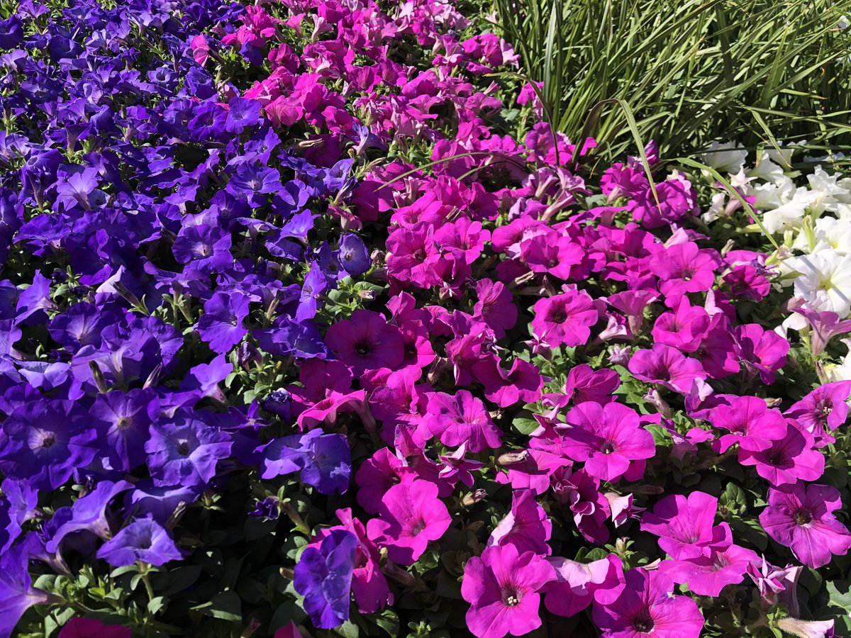 RightonQuincy's tweet photo. @TheDistrictQcy beautifying the community one planter at a time. 🌸♥️🌼 #AdamsCountyTogether #RightOnQ https://t.co/mbUH0ZkE5V