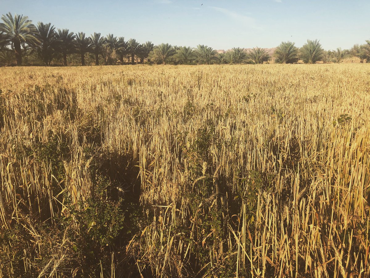 ويعتر القمح من المحاصيل الاساسيه في العلا والمكون الاساسي لشوربه القمح العلاويه