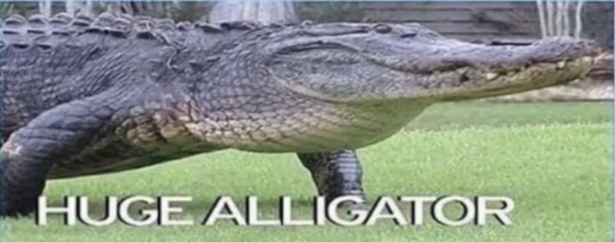 GatorsDaily's tweet photo. RT IF U LOVE HUGE ALLIGATOR. https://t.co/q8qV7Es0Yl