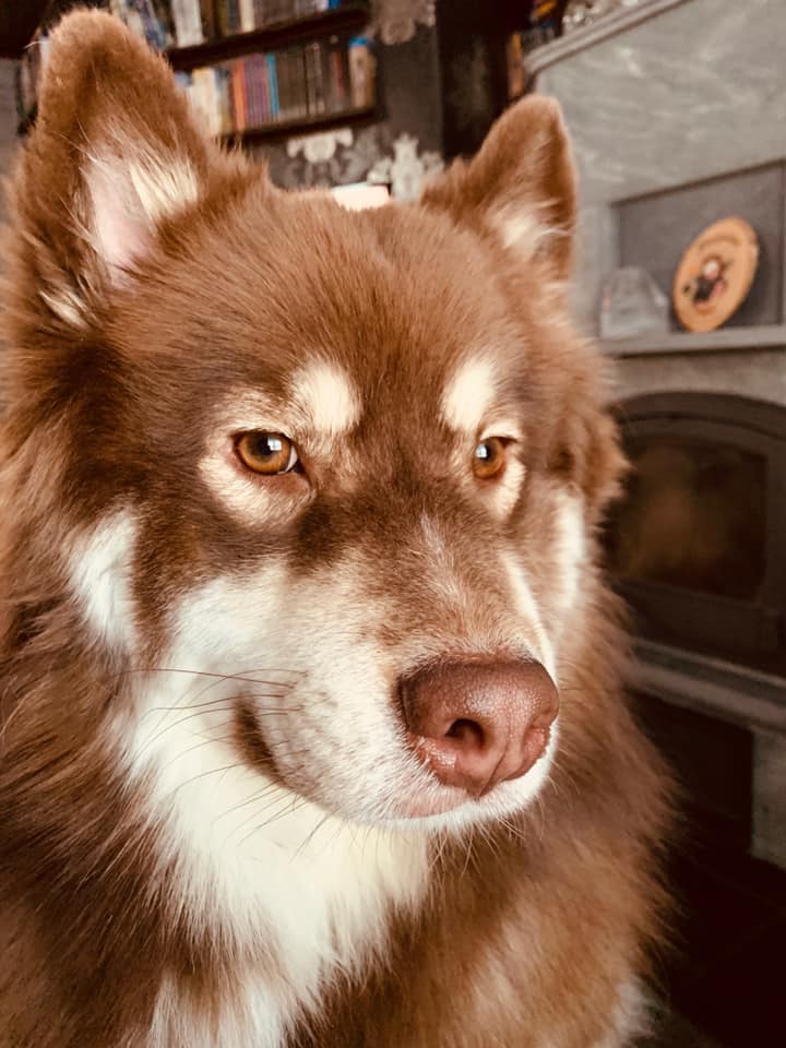 NightwishBand's tweet photo. A little story about Kai Hahto's picture in the HUMAN. :||: NATURE. booklet. The other half of his face is actually his lovely dog Steve. (Of course named after Steve Harris.) 😀 https://t.co/PojmzNcHkA