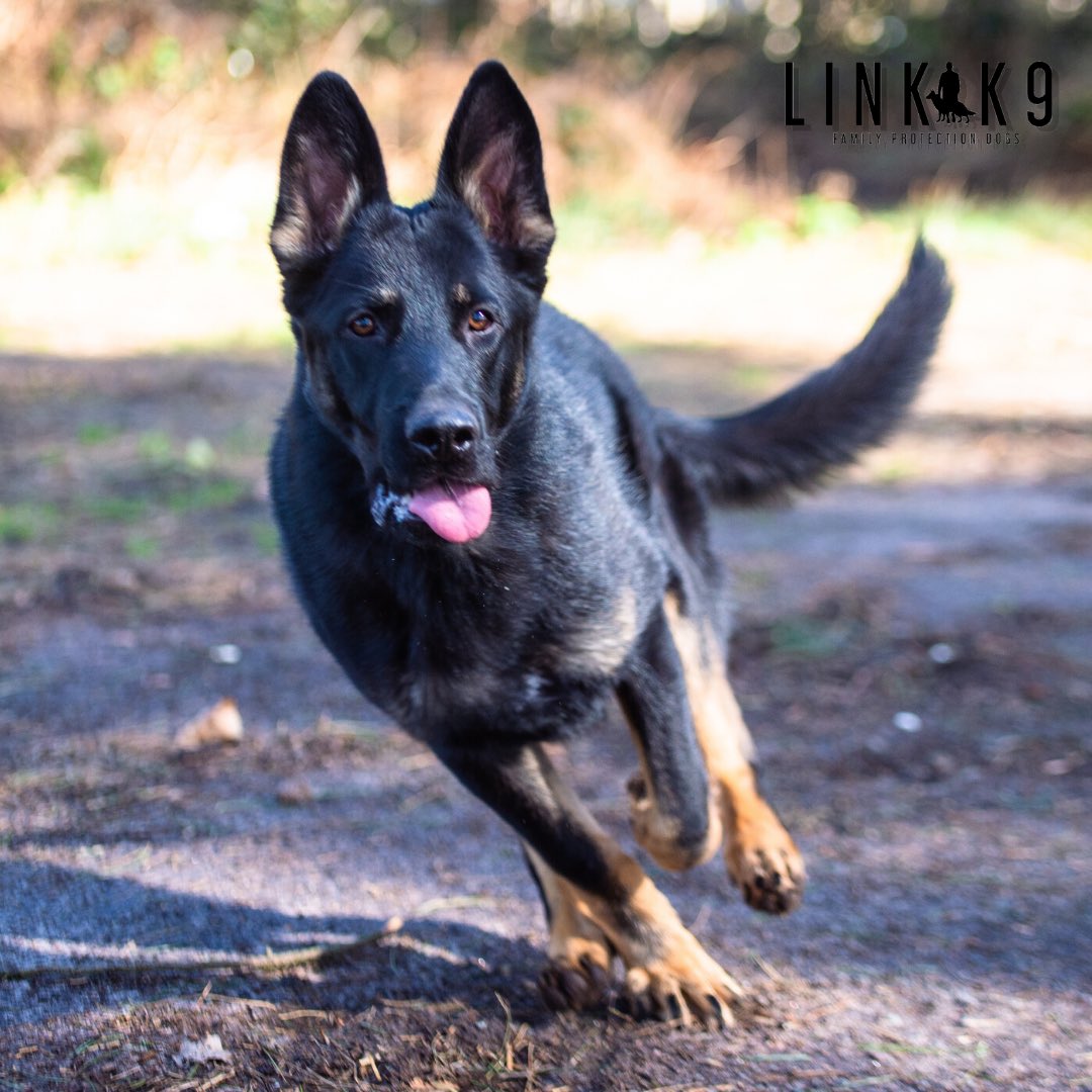 link_k9's tweet photo. 🐕 Agile and focused 🐺⁣⁣⁣
⁣#protectiondog #lovemydog #dogsoftheday #ilovemydog #igdogs #dogsofig #doglover #ilovedogs #dogs #guarddogs #workingdog #guarddogtraining #germanshepherd #gsd #germanshepherds #gsdlovers #loyalty #photography #liverpool #linkk9⁣⁣⁣⁣⁣ https://t.co/fkCC4BCEVW