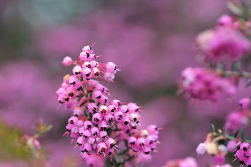 月闇のくじら ツツジ科の花にエリカ ヒース と言う花があります 花言葉は 博愛 裏切り 孤独 寂しさ ちなみに４月１９日の誕生花はアザミ 花言葉は 独立 報復 厳格 触れないで 軍人さんのエーリカさんにぴったりですね って