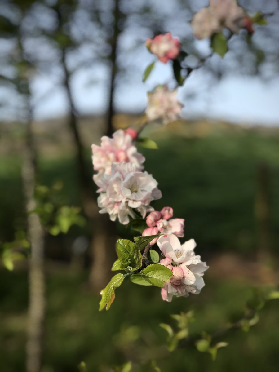 DrGerryG's tweet photo. As the daffodil flowers fade - welcoming in the Apple, Blackthorn and Cherry blossom #springnaturediary #spring #Springwatch https://t.co/1RW4jbV2gl