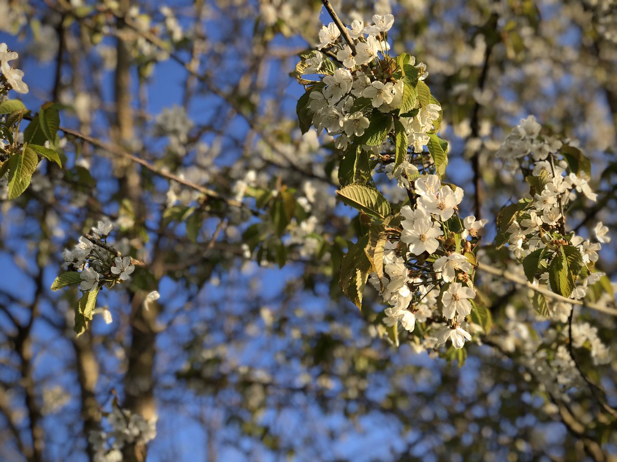 DrGerryG's tweet photo. As the daffodil flowers fade - welcoming in the Apple, Blackthorn and Cherry blossom #springnaturediary #spring #Springwatch https://t.co/1RW4jbV2gl