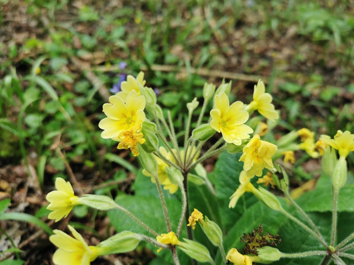 tomwardplz's tweet photo. Primula x polyanthus (P. veris & P. vulgaris nearby) in amongst the Hazel coppice and Ash, some #Orchis mascula nearby. Fairly sure this isn't P. elatior as the petals are folded at the base and orangish. Another first for me #primulaceae #ericales #hybrid #ukbotany #orchidaceae https://t.co/de1MvM1JLn