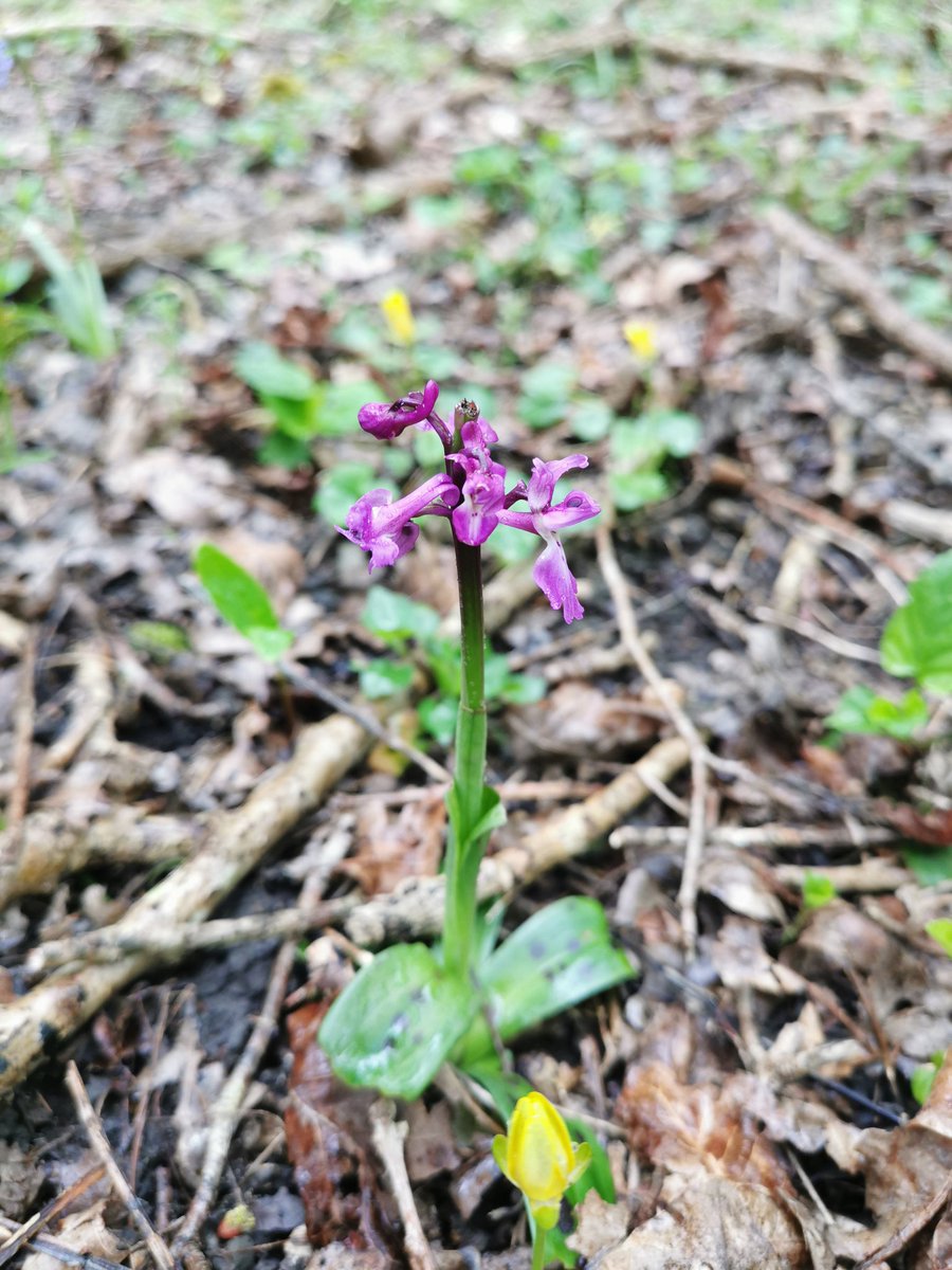 tomwardplz's tweet photo. Primula x polyanthus (P. veris & P. vulgaris nearby) in amongst the Hazel coppice and Ash, some #Orchis mascula nearby. Fairly sure this isn't P. elatior as the petals are folded at the base and orangish. Another first for me #primulaceae #ericales #hybrid #ukbotany #orchidaceae https://t.co/de1MvM1JLn