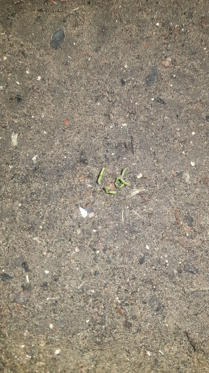 _Crystan_'s tweet photo. And so is my carrots 🥕
#day23oflockdown https://t.co/4RU6ptYiCp