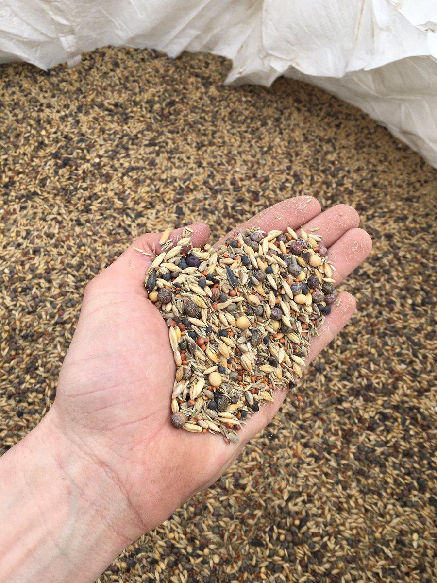 BurnerCrop's tweet image. Full season cover blending. Always an interesting time. Good friends and good luck make it all possible. 

It’s so much fun we’ve decided to do an extra day of blending, so we do have extra tonnes if anyone is interested! 

❤️ or RT appreciated. Message me for more info