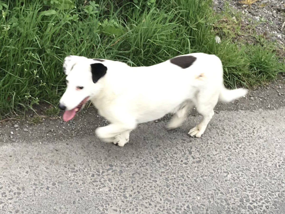 AlanMullane's tweet photo. Dog appears to be missing. He is in Monanooag, Kildimo at the present. #missingdoglimerick #kildimo #lostdog https://t.co/kYO1FKt0NQ