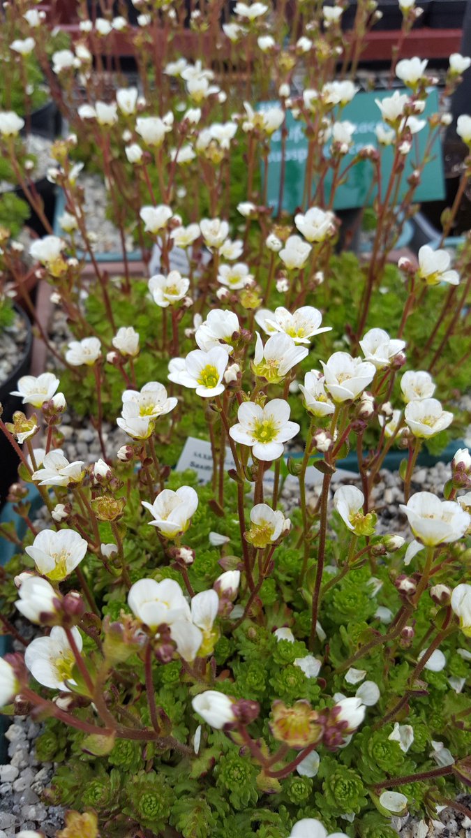 floramental's tweet photo. Here's a closer look at some of my lovely #WelshNatives growing in the poly tunnel! Irish Saxifrage from Snowdonia, Dune Pansy from the South coast, South Stack Fleawort from Anglesey and the teeny-tiny  Hoary Whitlowgrass from Snowdonia https://t.co/UnAEGmn81n