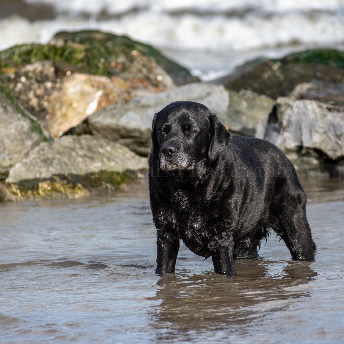 Pawtraitpals's tweet image. and breath ⁣Shankly’s taking a moment to appreciate the finer things in life. Even if it is just cool toes ❤️ #TheRockPool at #LeasoweBay 
#poollife #rockpool #toedipping #beachlife #dogsonthebeach #wetdog #blacklablife #wirralcoast  #justlabradors ⁣#SaturdayThoughts