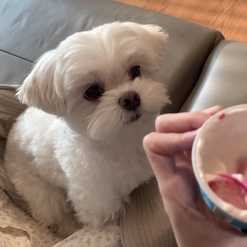 jaerong loves yoghurt just like taeyong 