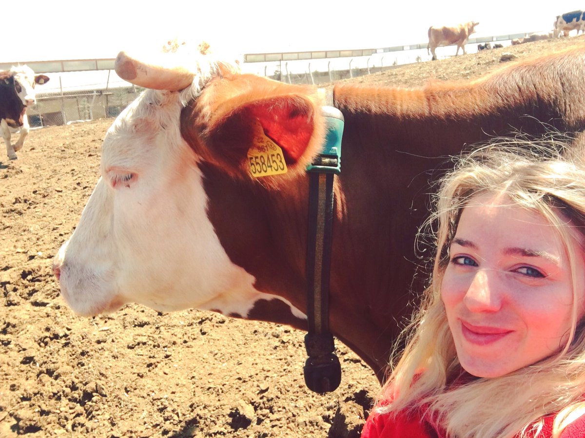 Sarıkız ile mera keyfi 🤩
#veterinerhekimsizsağlıkolmaz