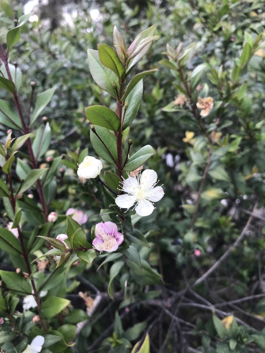 Aggiornamenti dal giardino.