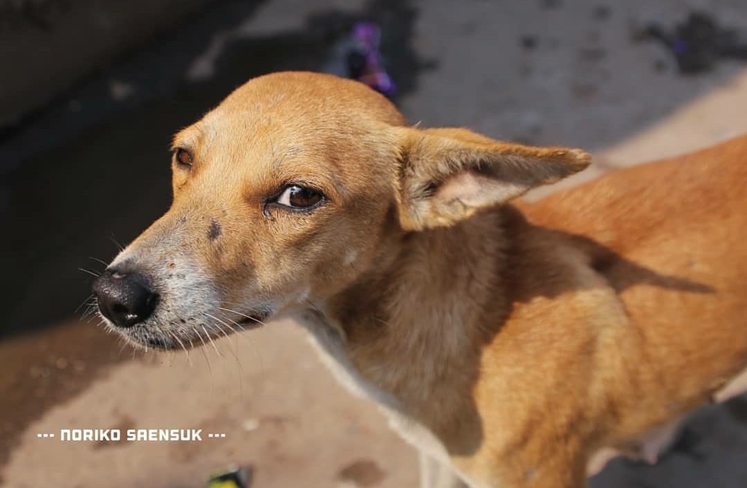 尻尾のない犬 いつかまたインドへ