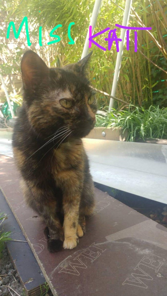 Chat D Oc Chatdoc13 Twitter