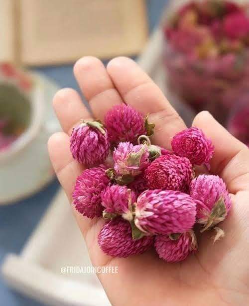 Excel_Dee's tweet photo. ~  BUNGA KENOP ~

Nama ilmiah "Gomphrena globosa L"
Manfaat :
1.Kehilangan nafsu makan
Siapkan 5 gram bunga kenop Rebus dengan 700 ml air, biarkan mendidih dan tersisa 500 ml air. Berikan minuman ini pada anak anda, untuk diminum di pagi dan petang hari dengan takaran 1 gelas. https://t.co/3ShcC9mtXu