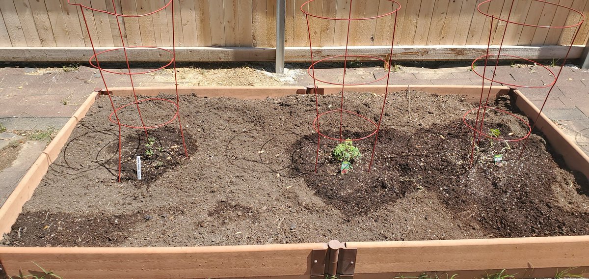 🍅 tomatoes are in the ground