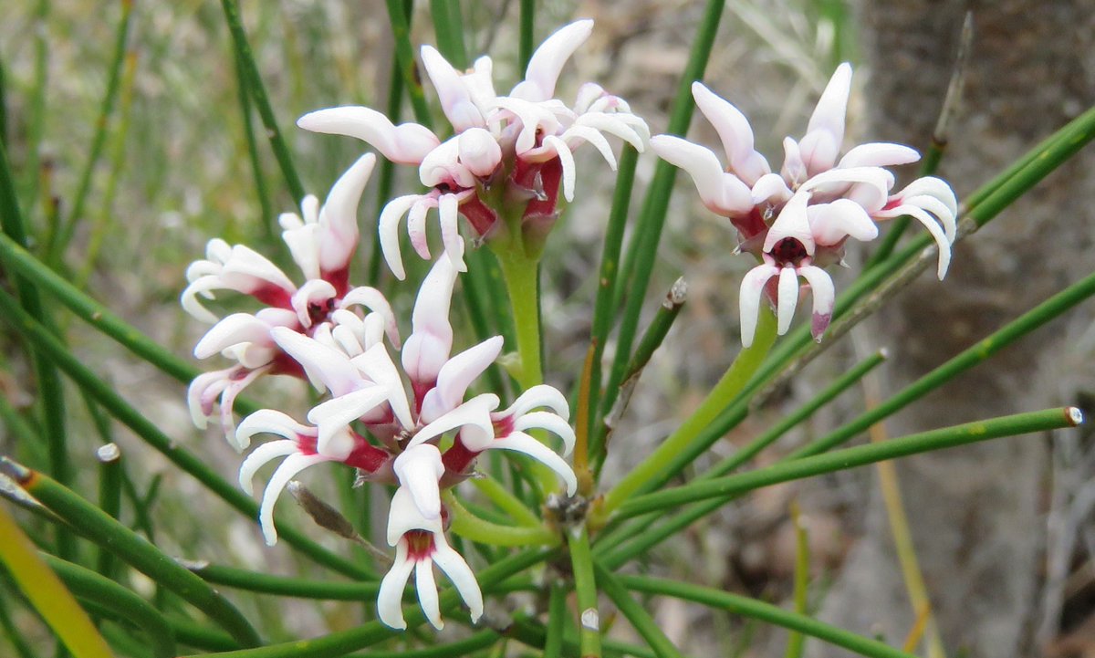  #ProteaceaeGeneraAtoZ: CONOSPERMUM. The smokebushes - a genus endemic to Australia with about 50 speciesHere's three species from WA:C. nervosum at Badgingarra National ParkC. acerosum (needle-leaved smokebush ) in Whicher National ParkC. filifolium at Boyagin Nature Reserve