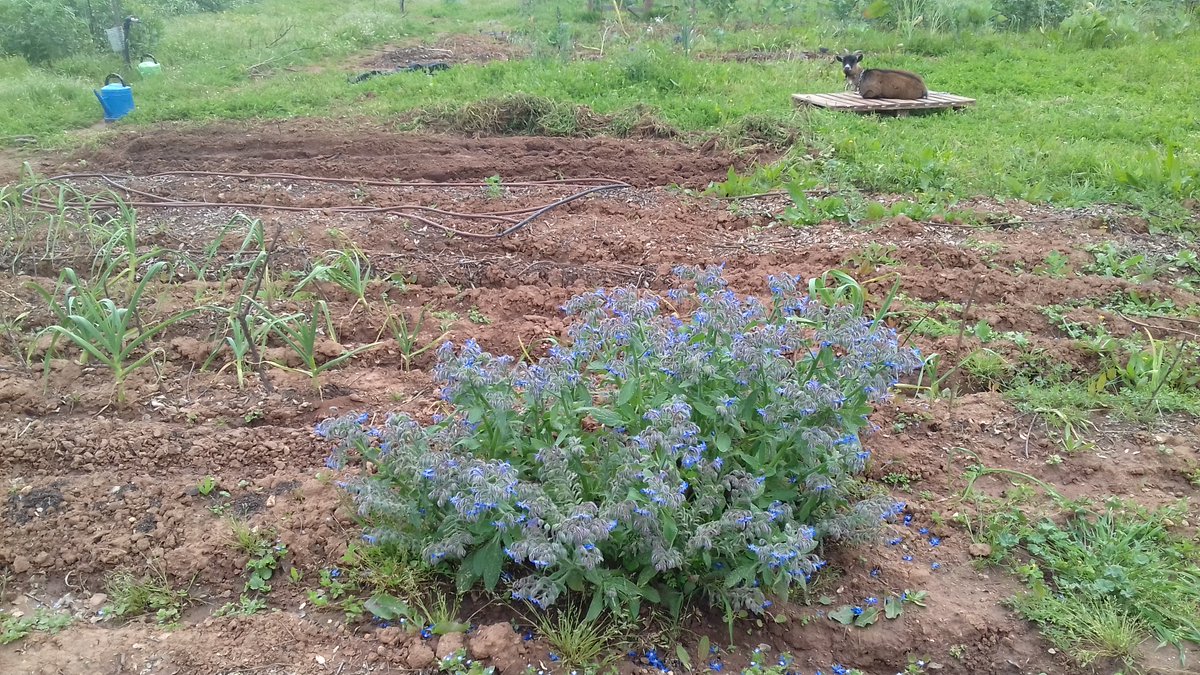 Alternicity's tweet image. StarFlower (Borage).
Most gets eaten by the goats, but I keep a couple for us and the bees.