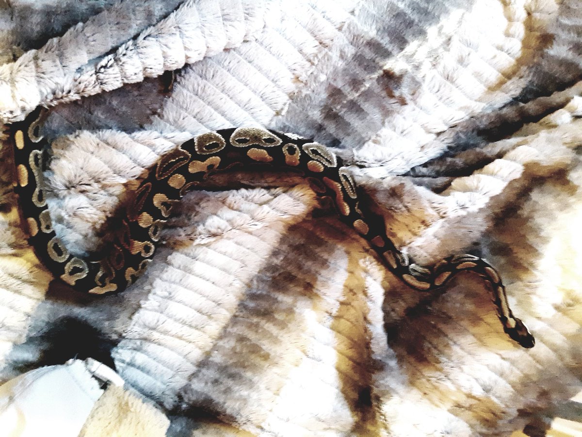 linkueiandchill's tweet image. baby boy. baby. #mypet #ballpython #pastelballpython #reptiles #snakes #cute