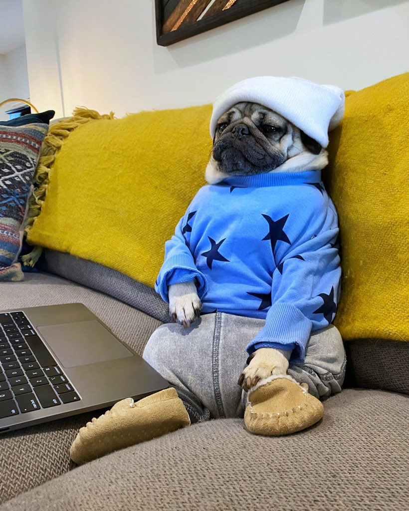 itsdougthepug's tweet photo. When u see that all of ur friends were on a Zoom call without u https://t.co/8kkfQq9eEd