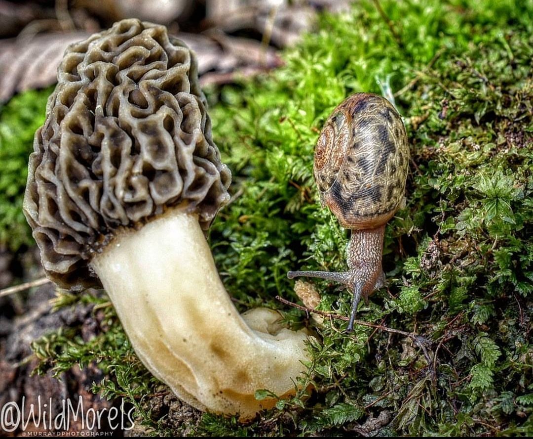 WildMorels's tweet photo. Who loves morel hunting? 
☆
☆
☆
☆
#mushroom #morelmushroom #food #photography #photographer #photooftheday #macro #cooking #foodporn #wildmorels #mushroomhunting #chef #cooking #food #organic #fungi #fantasticfungi https://t.co/AIYhxgl6hM