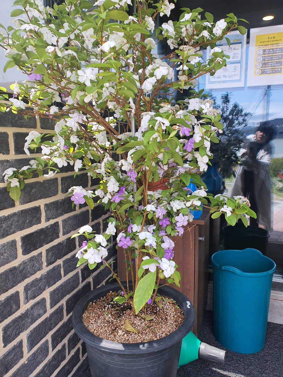 어제도
이 식당 개들은 
깊이 잠들어 있다
3마리
개팔자 상팔다 맞다
🦮🐈🐕🦮🐕🦮🐈🦮🐕🐶