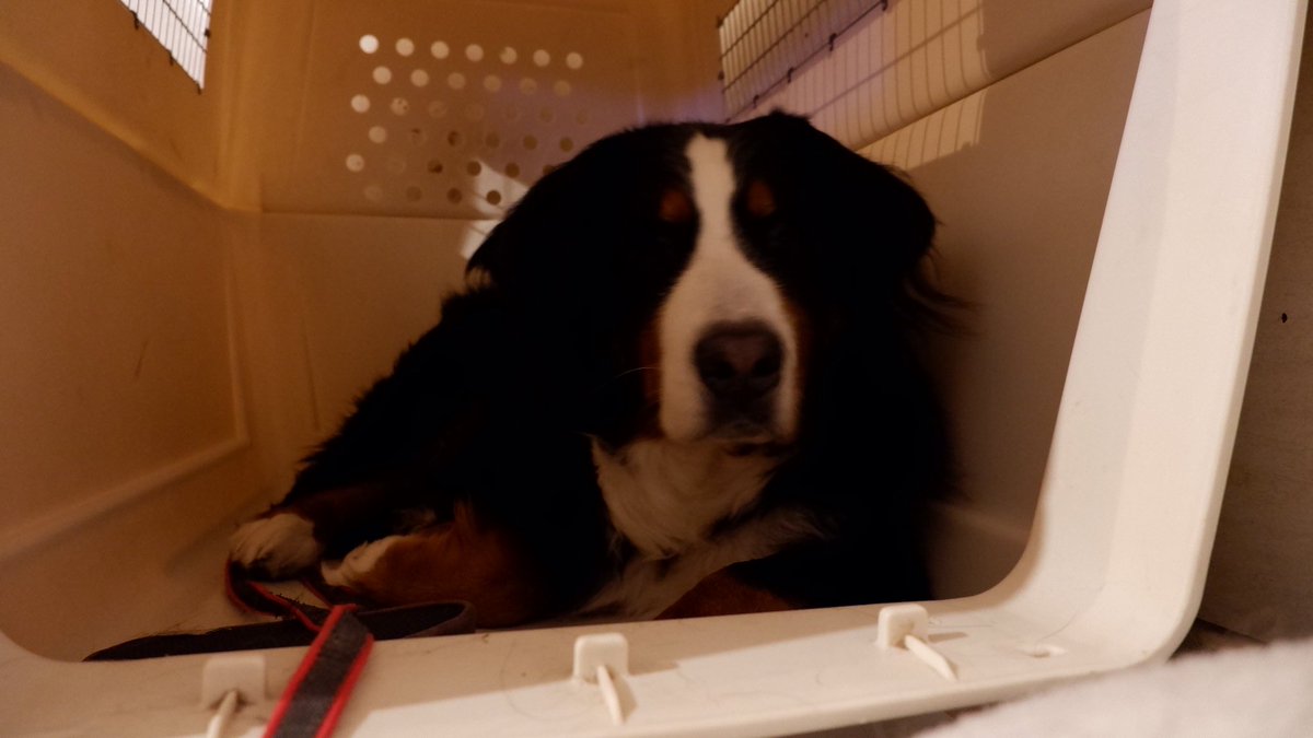 Pepe バーニーズマウンテンゴリラ あ おはよう 大型犬 バーニーズマウンテンドッグ 犬好きな人と繋がりたい 犬好き集まれ