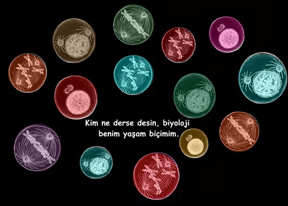 Bu görseli mesleğini seven tüm biyologlar için hazırladım.

#İyikibiyologum