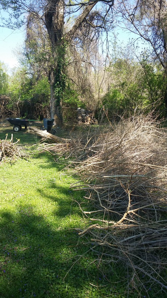 Today's work was about six hours with the chipper but worth it.(The pile of chips is about six feet wide, eight feet long, and two feet deep.)