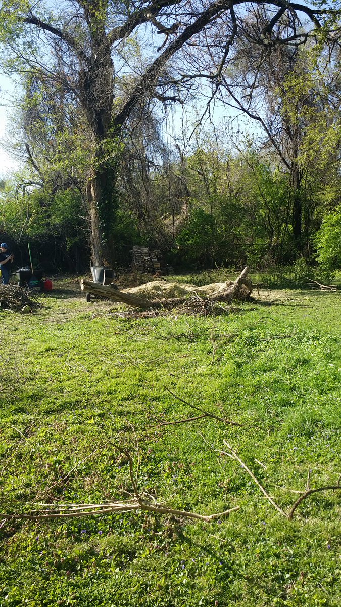 Today's work was about six hours with the chipper but worth it.(The pile of chips is about six feet wide, eight feet long, and two feet deep.)
