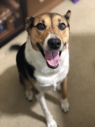 kinsta's tweet photo. All smiles on this Saturday! π#dogsofKinsta https://t.co/TpACRmUcc3