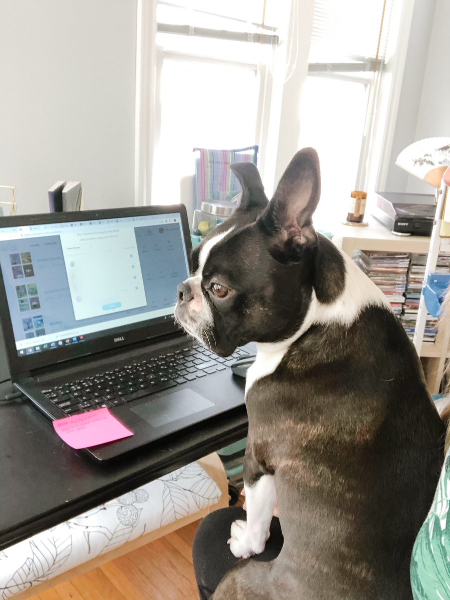 Someone is really excited about the new “classroom” setup. 🐶 We both can’t wait to reconnect with our Room 123 friends on Monday! 💕 #remotelearning #newstudentalert #winnipegsd