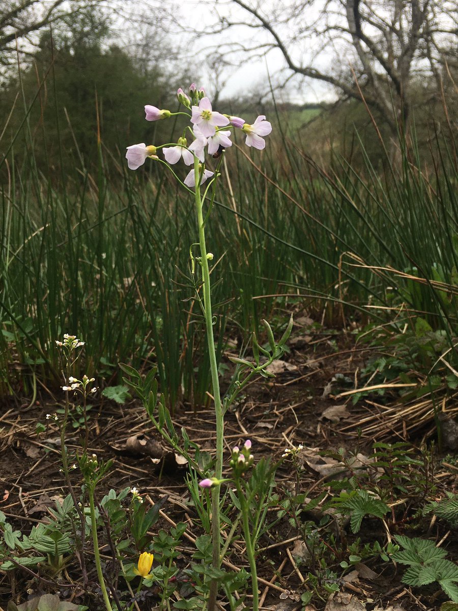 Love me a #ladyssmock or #cuckooflower 
#Wildflower spotting is such a joy! 💚