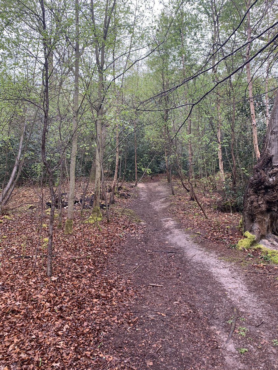 Simmypage's tweet photo. Social distancing on todayβs run #strava #running #fitness #Motivation #socialdistancing #woods #mysterytour #onown #soloroute ππββοΈ https://t.co/W7Nnp5Tn7v