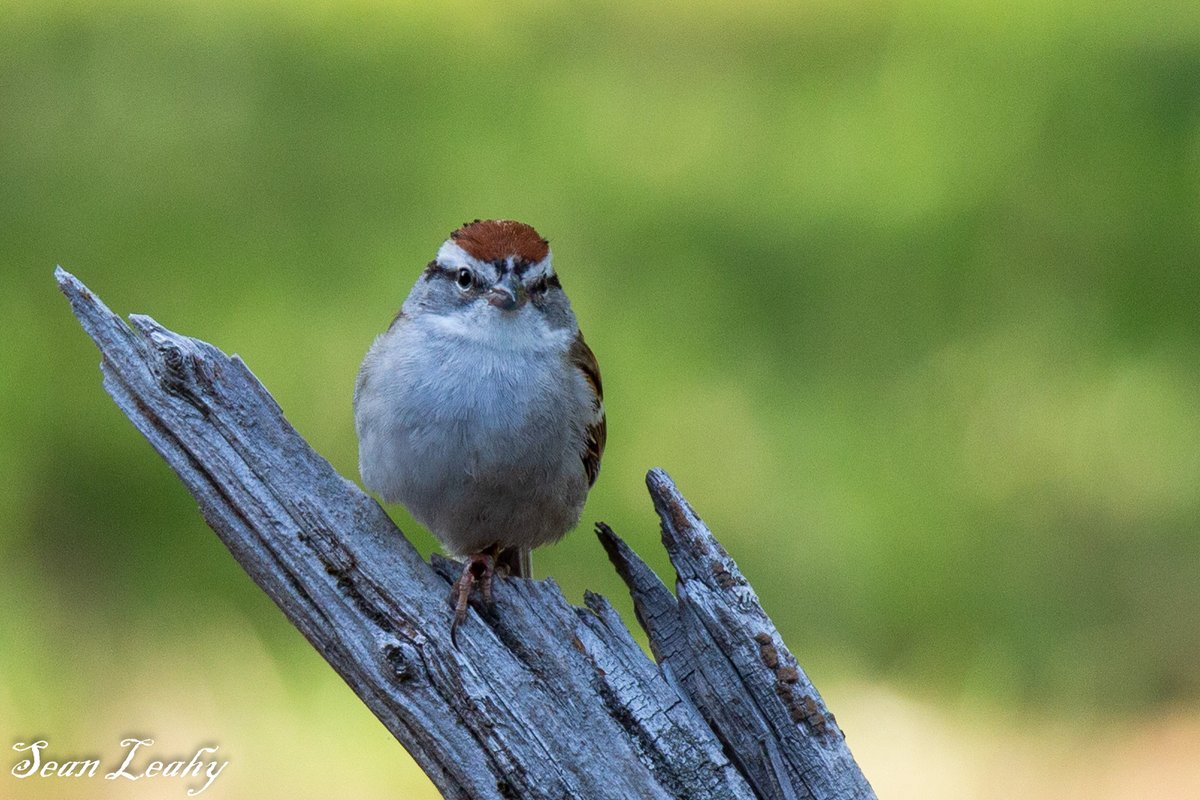Chipping Sparrow portrait. #seanleahyphotos #OurState #ChippingSparrow  #outdoorphotography