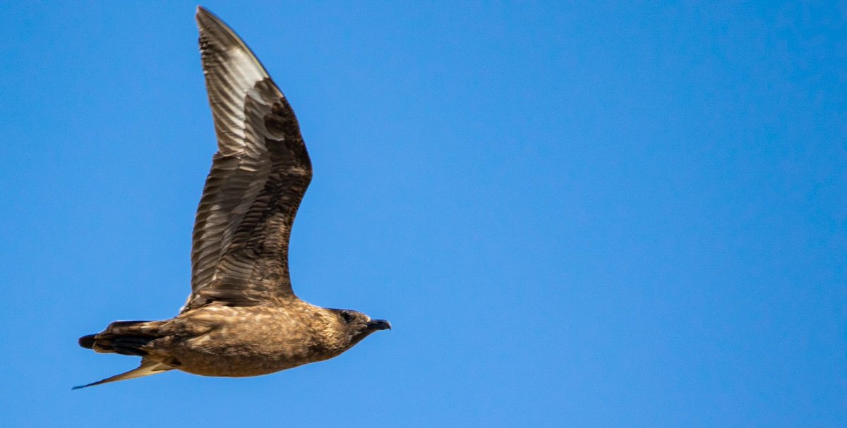 Richard Lewis Walked From The House To Noness This Morning And Had Plenty Company There Were A Good Number Looking Like They Were Claiming Their Nest Spot For The Summer