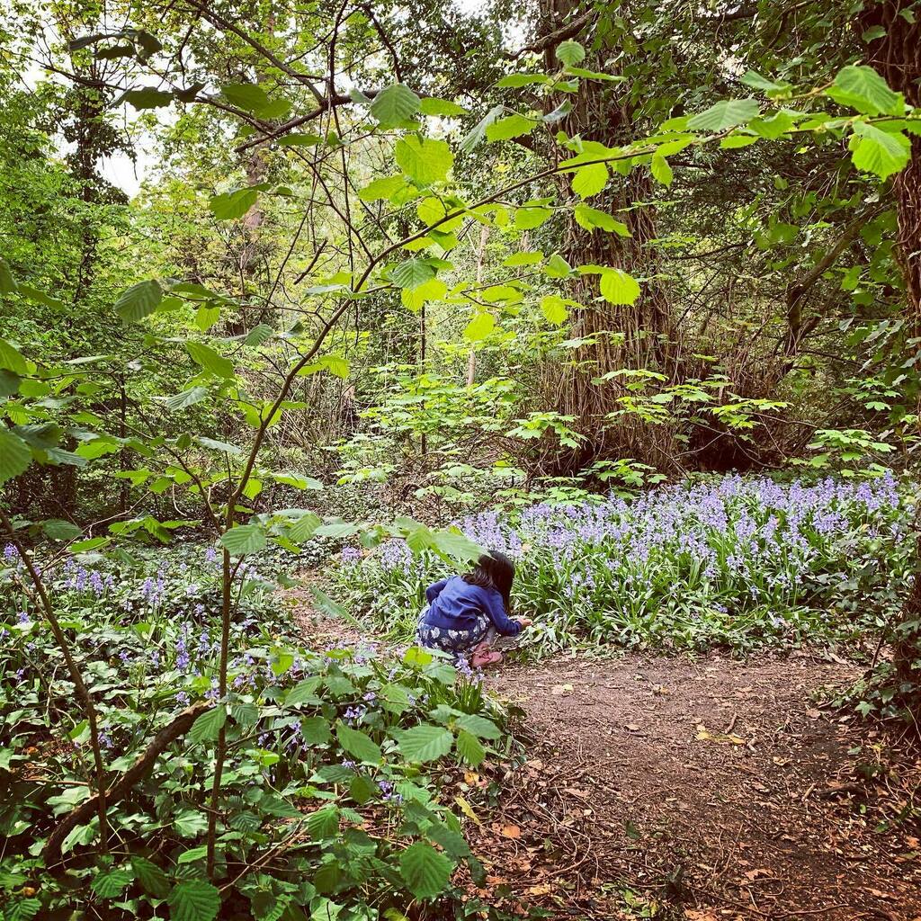 😍 #bluebellseason #springtime #walkinthewoods instagr.am/p/B_IcNv_n-Tx/