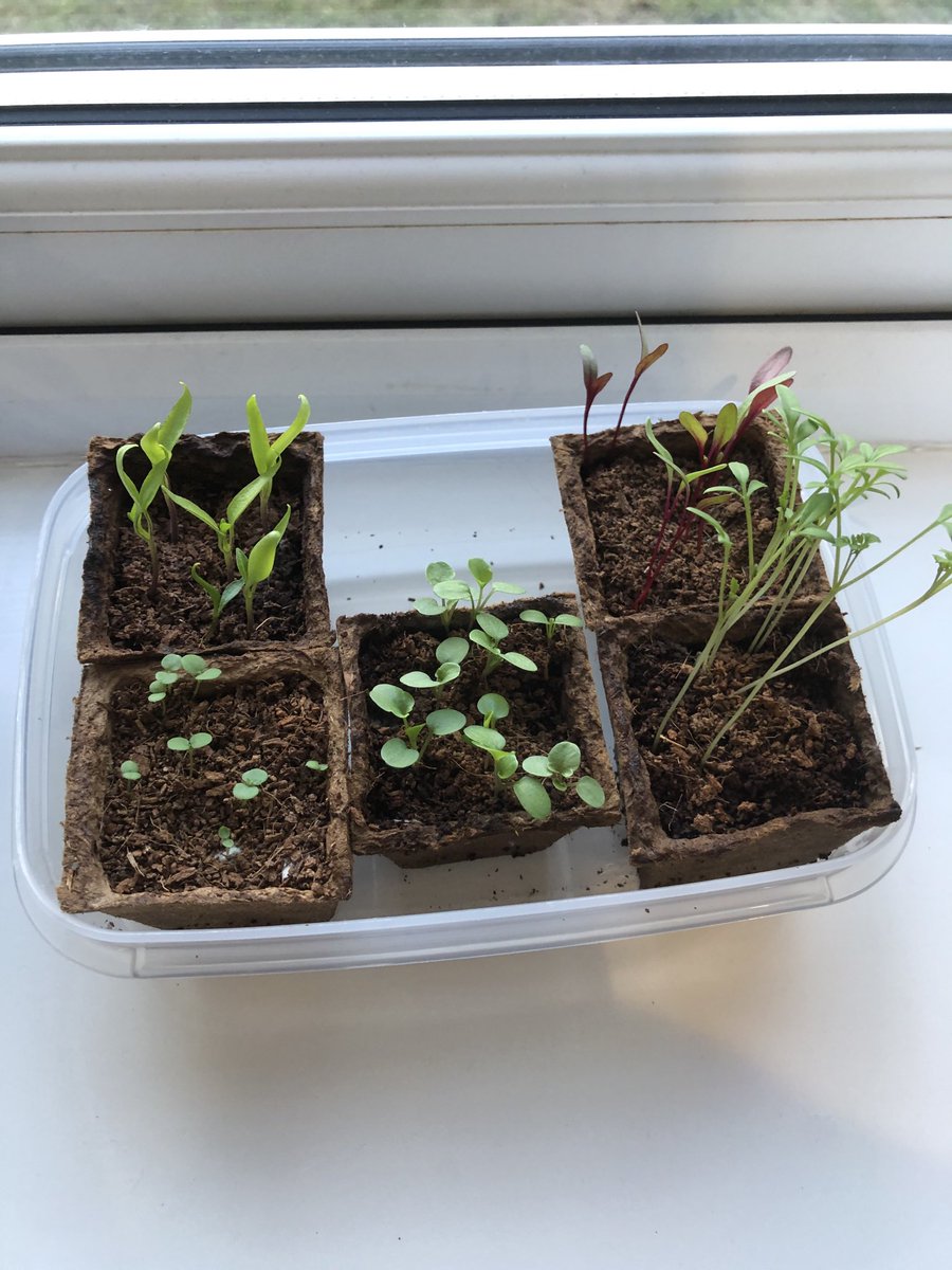 CC05JUN's tweet image. Amber’s ⁦@marksandspencer⁩ #littlegarden seedlings have now outgrown their original little pots, where are Gran and Grandpa when you need them! #gardeningexperts #needinghelp #notagardener 😂