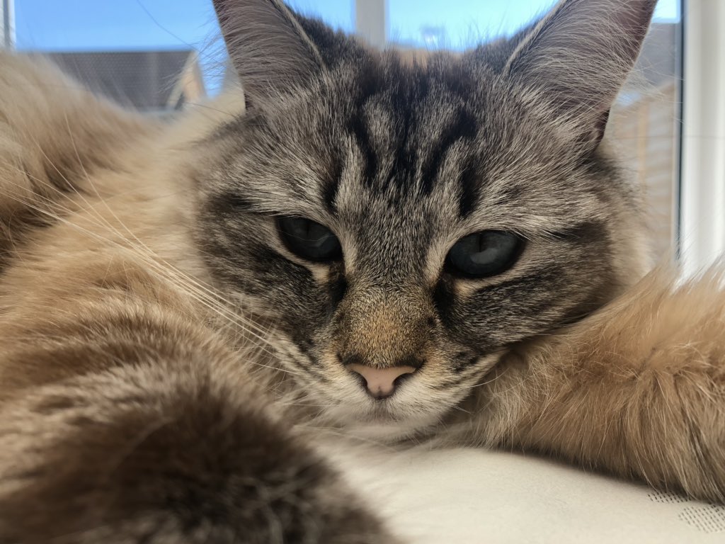 Jo Capper tweet media