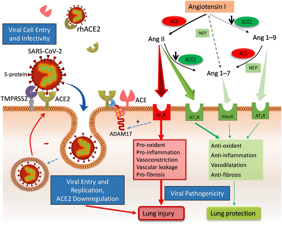 Коронавирус 2 типа. Рецепторы Ace. Ангиотензин II. Ace2 and Covid-19. Ace2 и коронавирус.