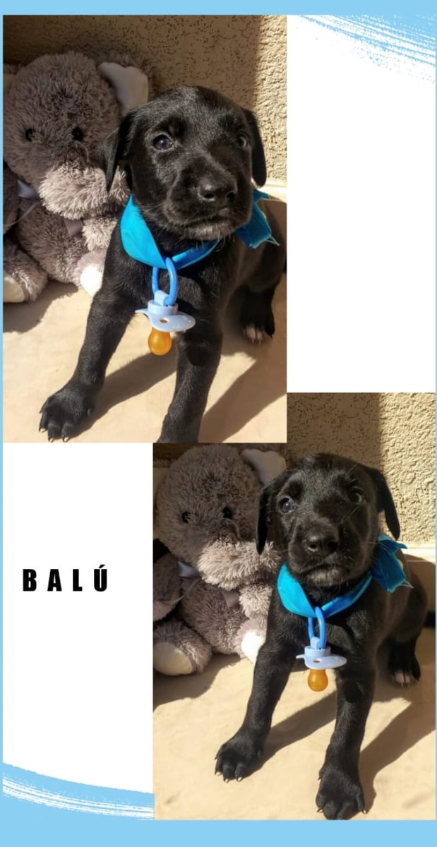 keylavasquezz's tweet photo. Hola! Nos encontraron tirados en la panza de mi mamá, ahora crecimos y ya estamos listos para tener una familia, tenemos 30 días ya comemos solitos! Nos ayudarían a encontrar amor difundiendo? Se los agradeceríamos con tdo nuestro♥️ https://t.co/deEbOY7mT4