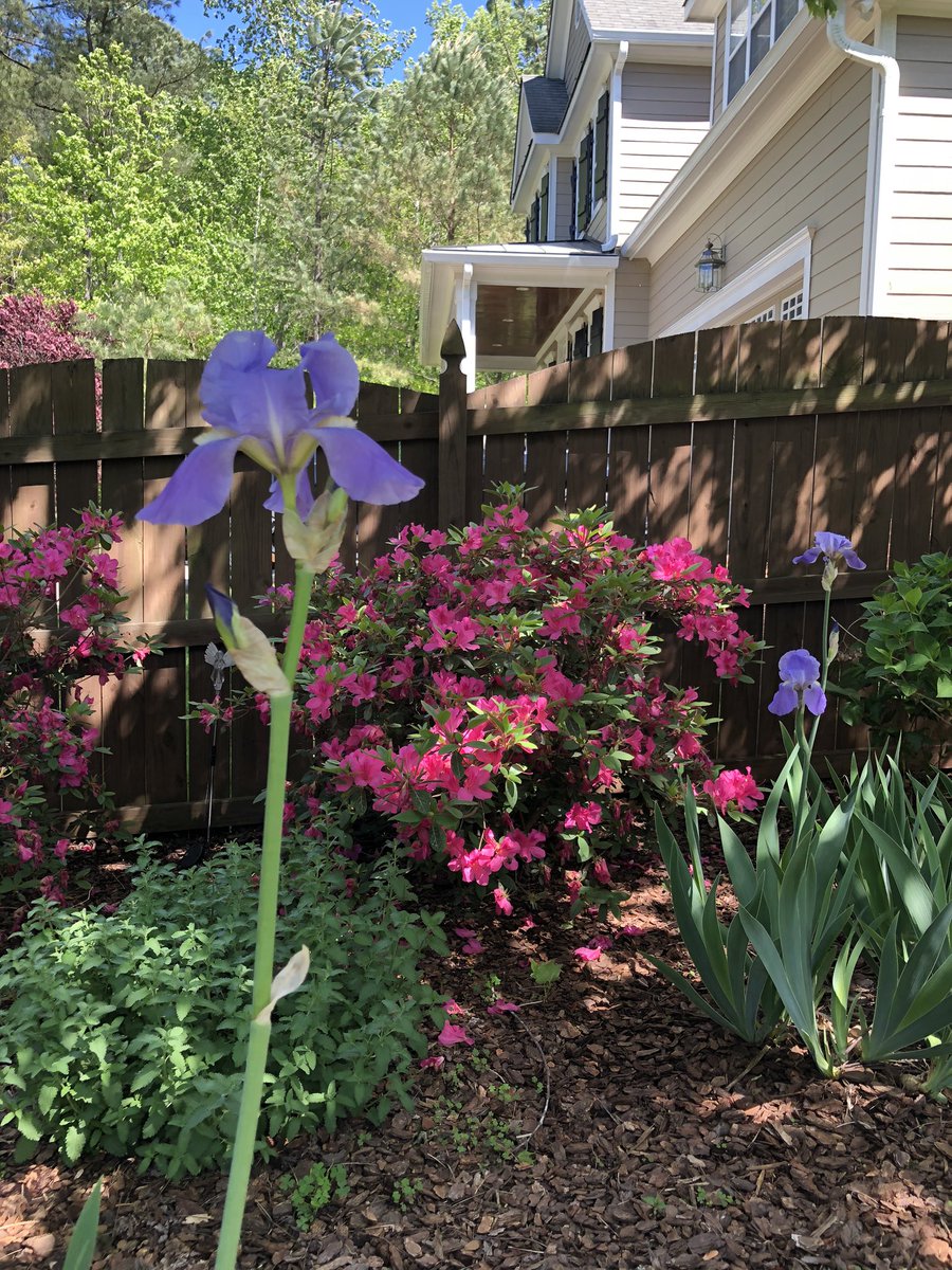 I enjoy aspects of each season but I LOVE springtime in NC! <a href="/LHECMES/">Lincoln HeightsECMES</a> @MsLShep <a href="/LJWood_LHECMES/">Laura Wood</a> #irisesfrommyparents #azalea #peoniessoon