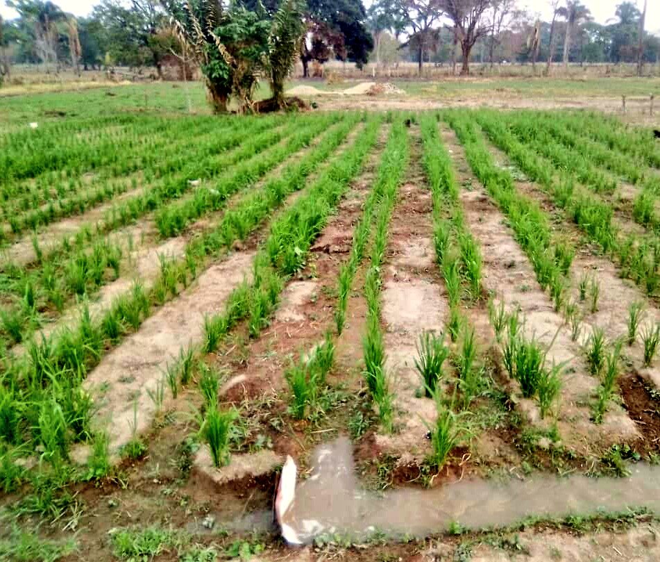 TierraVermelha's tweet photo. CRIMINALIZAN CAMPESINOS EN BARINAS

5 campesinos del predio Rancho Moderno en Socopo, en base a falso positivo del terrateniente y PNB (sembraron vaca y escopeta), son presentados como abigeos

Pdte @NicolasMaduro HAGA JUSTICIA

@lafuerzadchavez @dcabellor @NestorLReverol @lubrio https://t.co/1TW95Ece6H