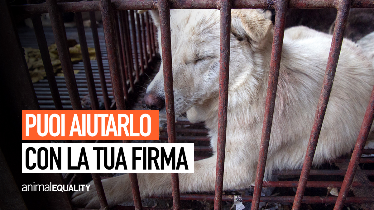 Gli animali hanno bisogno del tuo aiuto! Firma la petizione per chiedere all’<a href="/UN/">United Nations</a> di raccomandare la chiusura dei wet market in tutto il mondo. #letsbanwetmarkets #chiudiamoiwetmarket #wetmarket bit.ly/wet_markets_it