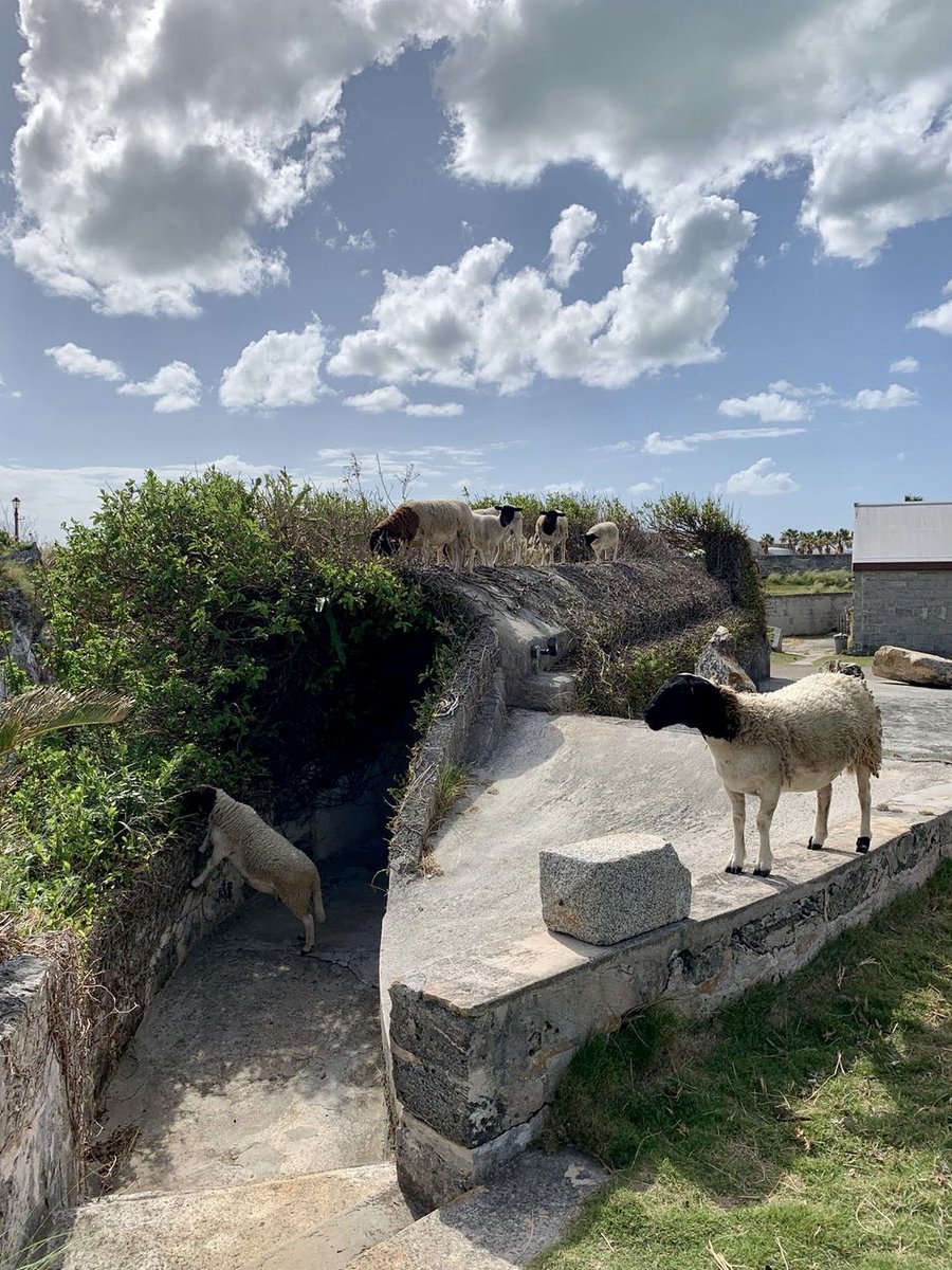 NatlMuseumBDA's tweet photo. Lockdown: Day 15 without the humans. A good day for some intense lamb-scaping! #athomewithhistory #unitedtogetherbda #weareincharge #sheeprule #lambscaping https://t.co/dBsf8bprQT