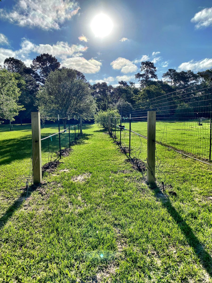 BethMooreLPM's tweet photo. I’m obsessed with my new tiny little 15-vine vineyard. I do mean obsessed with it. I go inspect it two or three times a day. I’m getting a small clue into the Vinedresser’s personal interest and hands-on investment in our fruitfulness. https://t.co/UOz6HJqru9