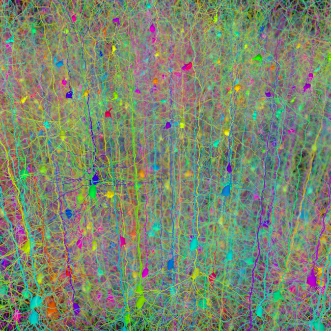Forest of synthetic pyramidal dendrites grown using Cajal's laws of neuronal branching.  https://doi.org/10.1371/journal.pcbi.1000877One rule to grow them all: A general theory of neuronal branching and its practical application.