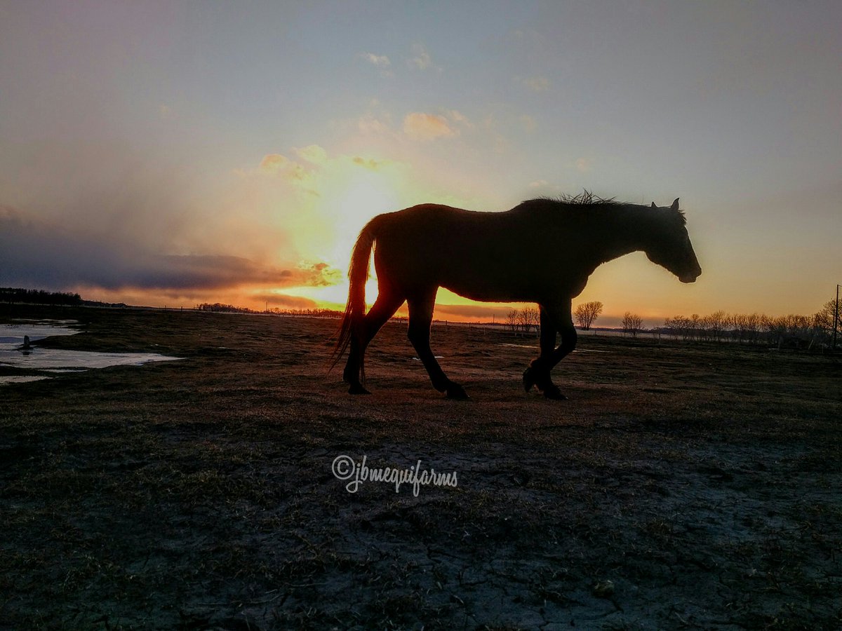 JBMEquiFarms's tweet photo. I definitely like it when some clouds help paint the sky at sunset.
Blue can be quite high strung but when he is mellow he exudes a calming presence.
#BeLikeBlue #enjoynature #enjoythelittlethings #blue #bay #gelding #mbwx #Manitoba #horsefarm #horses #sunset https://t.co/X99MNgE2NH